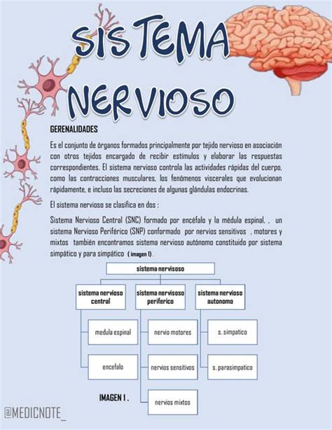 Sistema Nervioso Sistema Nervioso Nervioso Udocz Sexiz Pix