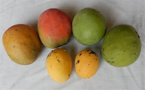 The tree, bloom and fruit have excellent mango varieties sweet potato thailand fruit vegetables vegetable recipes veggies. Mangoes: The sweetest fruit