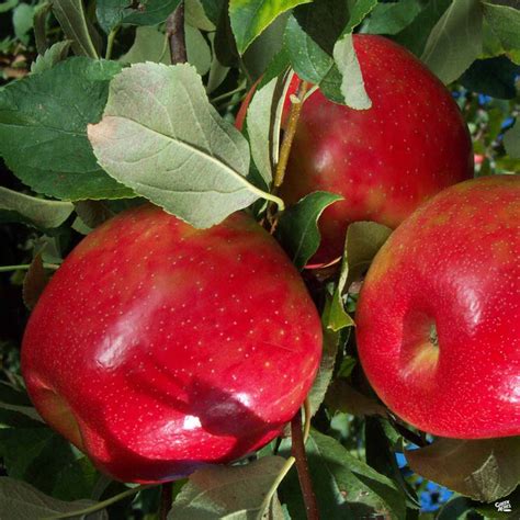 Apple 'Honeycrisp' — Green Acres Nursery & Supply