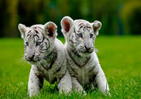 White Tiger Cubs Notecard