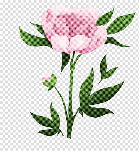 Free Download Floral Design Cabbage Rose Flower Cut Flowers