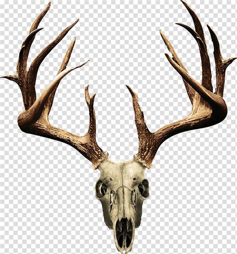White Tailed Deer Elk Antler Deer Transparent Background PNG Clipart