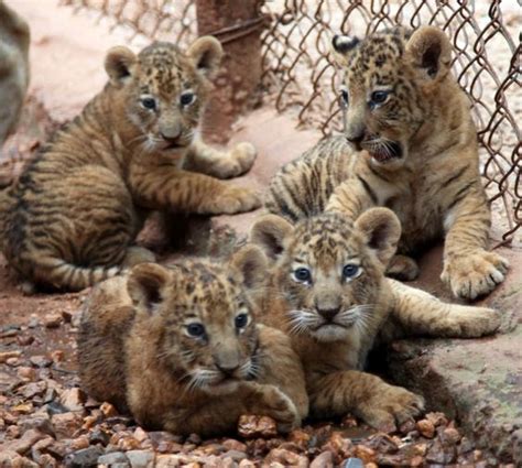 Tigon Cub Tiger Dad Lion Mom Hy Brids Pinterest
