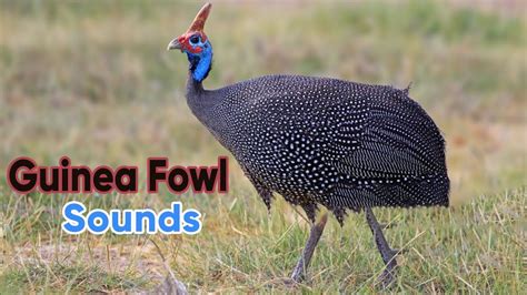 Learn Guinea Fowl Sound Chakor Sounds Youtube