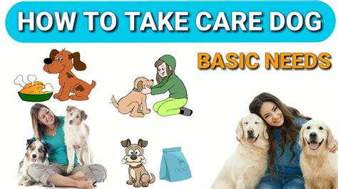What Are The Steps To Take Care Of A Dog