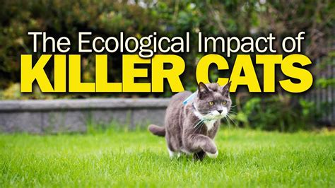 Pet Cats Kill 10x More Than Natural Predators Youtube