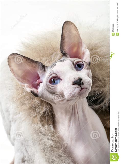 Beautiful Canadian Sphynx Cat Surrounded By Fur Stock Photo Image Of