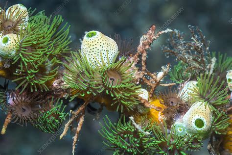 Colonial Anemones With Green Urn Sea Squirts Stock Image C Science Photo Library