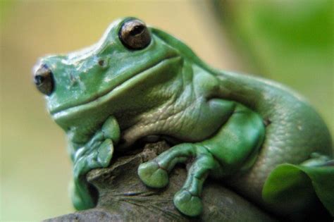 Denise kitto on june 07, 2020: Frog Repellents | ThriftyFun