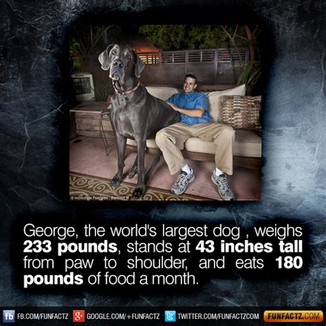 George The Worlds Largest Dog Weighed 233 Pounds Stood At 43 Inches