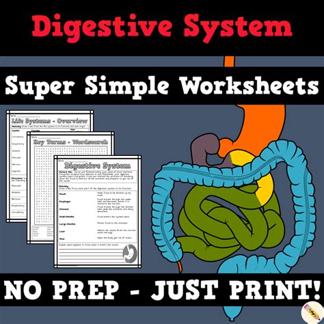 First, the digestive system breaks food down. Digestive System Worksheets from Super Simple Sheets ...