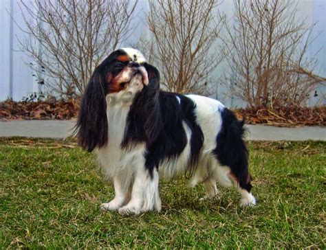 english toy spaniel dog breed profile petfinder