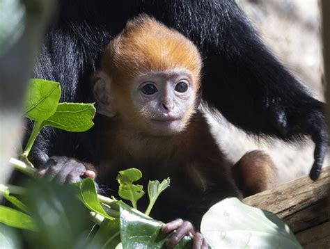 Rare François Langur Baby Monkey Born At San Francisco Zoo