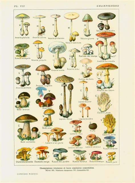 1912 Champignons Identification illustration Planche originale Botanique Larousse decor vintage ...