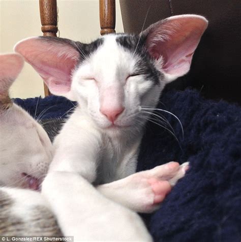 Teddy The Kitten Bears A Resemblance To Dobby The Elf In