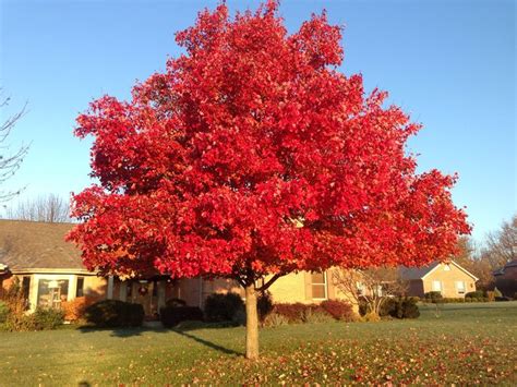 October Glory Red Maple Is Always Most Beautiful In November