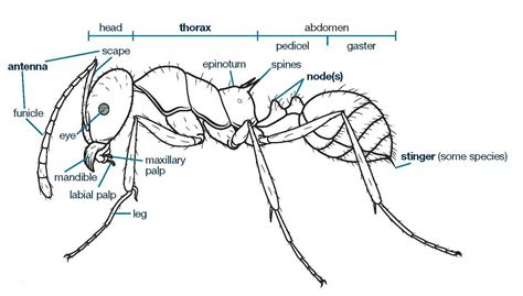 Ant Body Parts Labeled