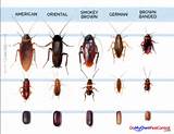 Photos of Kinds Of Cockroach