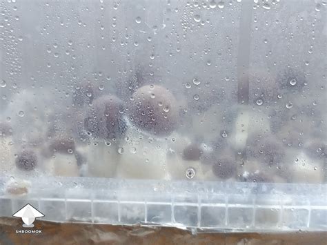 GrowKit gallery on Shroomok