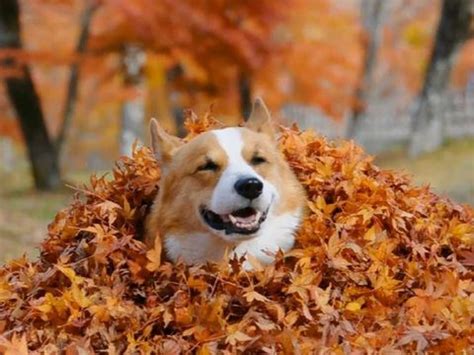 Pubg mobile chooses the white eagle as the active companion for players. 14 Corgis Excited for Fall - Most Adorable Corgi Photos