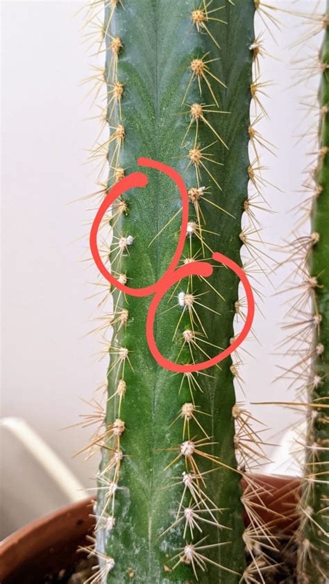 How To Get Rid Of Mealybugs On Your Cactus And Prevent Them From