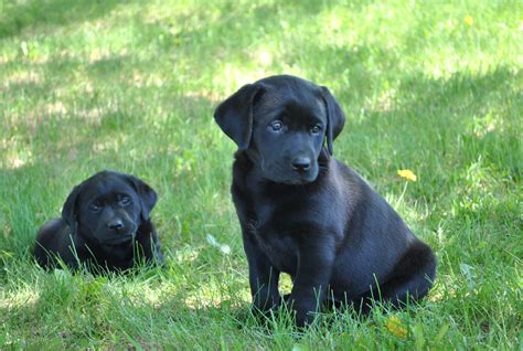 Black Lab Puppies Heather Hollow Labradors