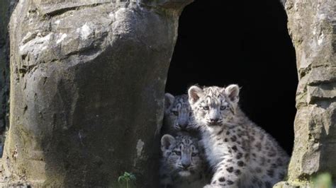 Rare Baby Snow Leopards Arrive At Marwell Zoo Bbc Newsround