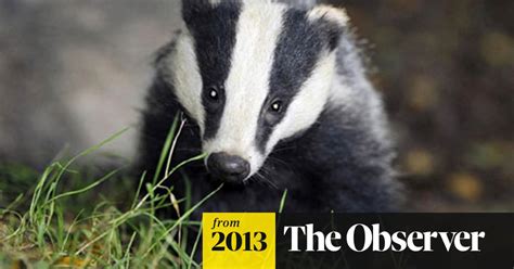 Secret Badger Shoots Pose A Risk To Public Safety Badgers The