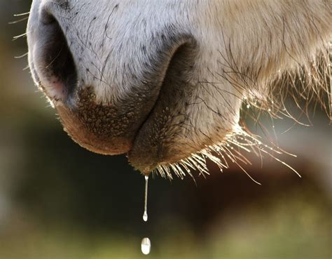 Twelve Ways Your Horse Is Telling You It Needs Its Teeth