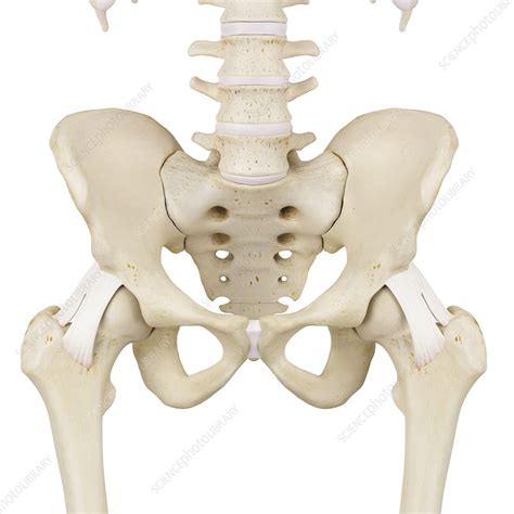 Human Pelvis Bones Illustration Stock Image F Science