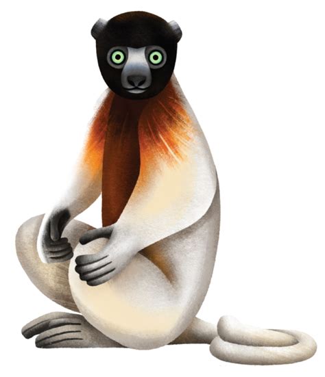 Teaching Resources Lemur Conservation Network