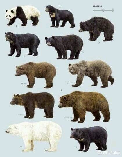 北極熊、棕熊、黑熊誰是熊界的 老大 每日頭條