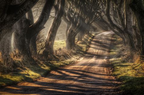 Road Surrounded By Old Trees Wallpapers And Images Wallpapers
