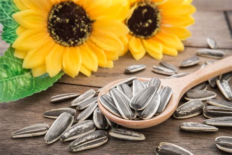 Sunflower Seeds Health Benefits Nutrition Facts History And Recipes