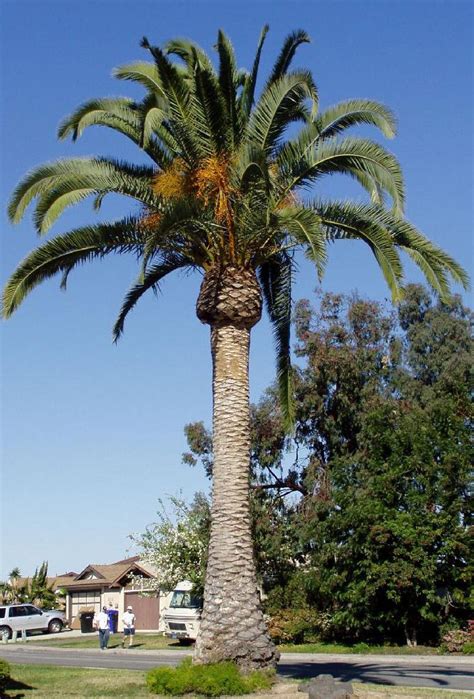 Pineapple Palm Tree Height Fernande Hannon