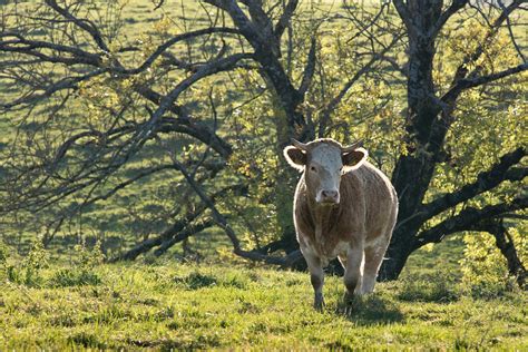 Free Young Bull Stock Photo