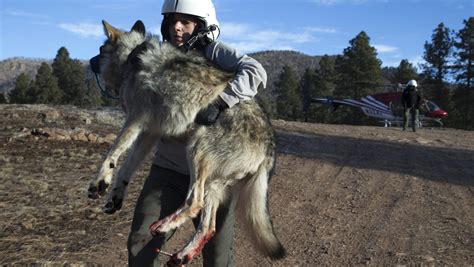 Arizona Lawmakers Want Control Of Endangered Mexican Gray Wolves