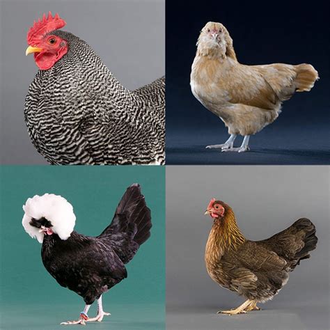 Baby Chicks: Clean-Legged Bantam Assortment - My Pet Chicken