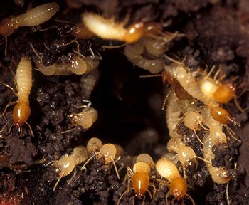 They also inspect fo winged termites, which indicate a large and mature colony nearby. Termite Extermination Columbus, Ohio | Stryker Pest Control