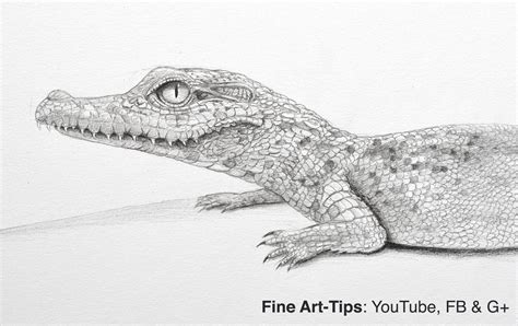How To Draw A Baby Crocodile Or Aligator Animal Drawings Drawings