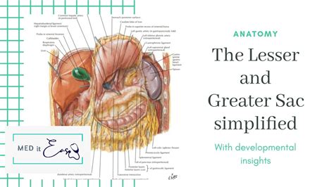 Lesser Sac And Greater Sac Simplified Development Anatomy Of The
