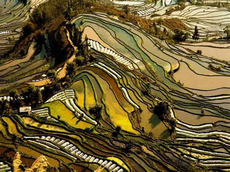The Rice Terraces Of Yunnan China Are Carved Into The Hillside