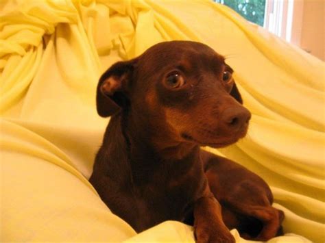 coco chihuahuaminiature pinscher mix thriftyfun