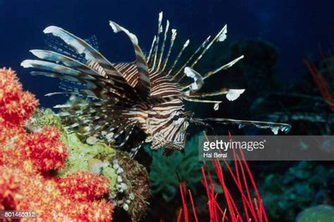 Common Lionfish Photos And Premium High Res Pictures Getty Images