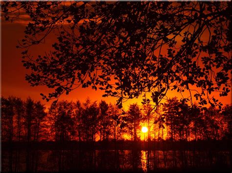 Sunset Tree Landscape Forest Wallpapers Hd Desktop And Mobile