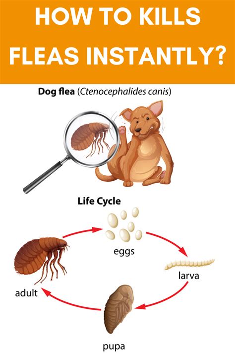 What Kills Fleas Instantly Flea Meds For Dogs Fleas Dog Clothes Diy