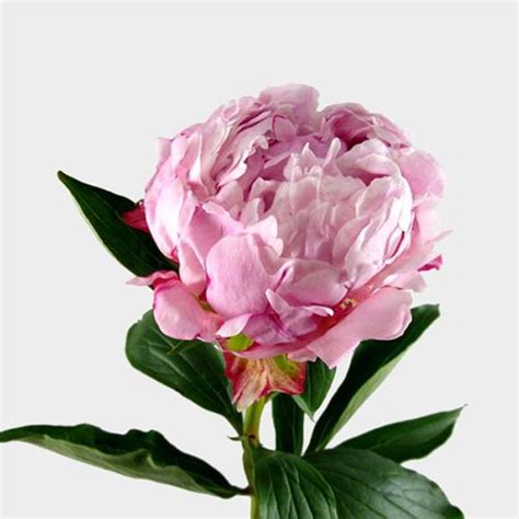 Peony Pink Wholesale Blooms By The Box