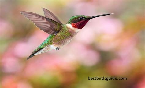 Hummingbird Information And Facts For Birding Enthusiasts Best Bird Guide