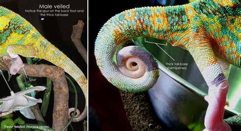 Male Or Female How To Sex A Veiledyemen Chameleon In 2022 Veiled