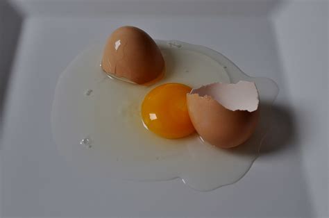Free Picture Chicken Egg Yolk